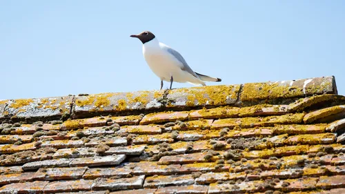 This photograph, taken in the afternoon during the late spring season, shows a black-headed gull perched on a moss and lichen covered tiled roof in Christchurch, Dorset, United Kingdom. The image is a still life portrait focusing on animals and birds in an urban environment, and highlights the black-headed gull as the central subject. The composition captures the contrast between the gull's pristine white and grey plumage and the weathered, orange hues of the brick roof beneath it, with a clear blue sky in the background typical of springtime in Dorset.